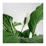 SPATHIPHYLLUM растение в горшке Спатифиллум