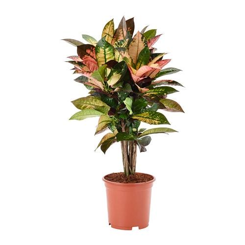 КОДИЕУМ Растение в горшке