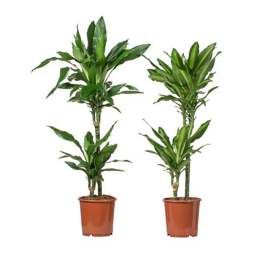 DRACAENA растение в горшке различные растения/2 стебля
