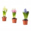 HYACINTHUS растение в горшк, 3 лквц Гиацинт разные цвета 12 см