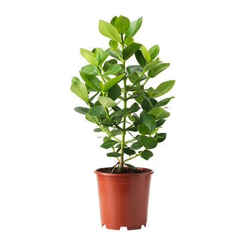 CLUSIA растение в горшке водный гиацинт/серый CLUSIA растение в горшке водный гиацинт/серый