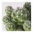 CACTACEAE растение в горшке