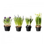 ЛЁКАРИД Растение в горшке ЛЁКАРИД Растение в горшке