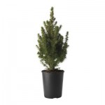 PICEA GLAUCA CONICA Растение в горшке PICEA GLAUCA CONICA Растение в горшке