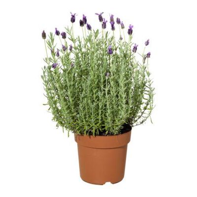 LAVANDULA Растение в горшке