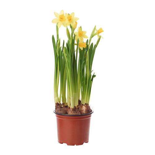 NARCISSUS CYCLAMINEUS TETE A TETE растение в горшке д/дома/улицы/оцинковка