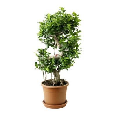 FICUS MICROCARPA GINSENG Растение в горшке