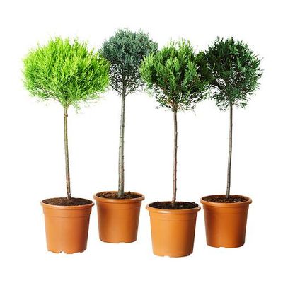 CUPRESSUS Растение в горшке