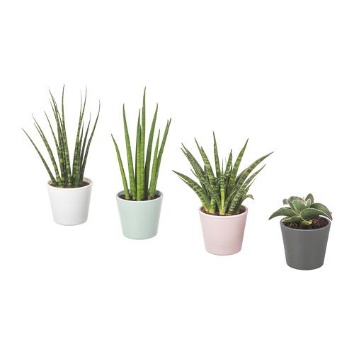 SANSEVIERIA комнтн раст в горшке