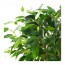 FICUS BENJAMINA 'NATASJA' растение в горшке Фикус Бенджамина "Наташа"