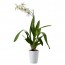 ORCHIDACEAE растение в горшке Орхидея/различные растения
