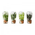 ВАТТЕНРАЛ Водоросль