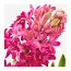 HYACINTHUS комн растение, 1 лквц Гиацинт разные цвета 7 см