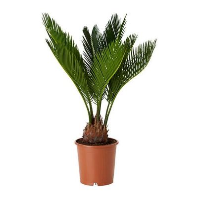 CYCAS REVOLUTA Растение в горшке