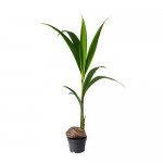 COCOS NUCIFERA растение в горшке кокосовая пальма