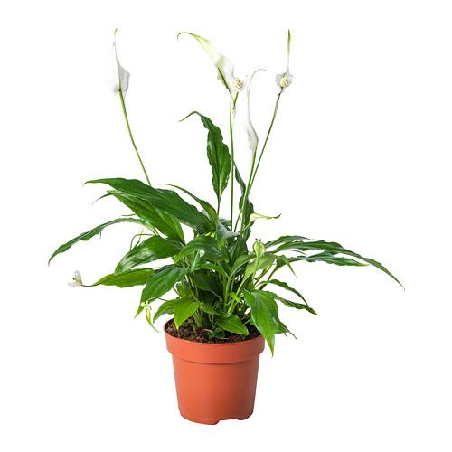 SPATHIPHYLLUM растение в горшке Спатифиллум SPATHIPHYLLUM растение в горшке Спатифиллум