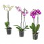 PHALAENOPSIS растение в горшке
