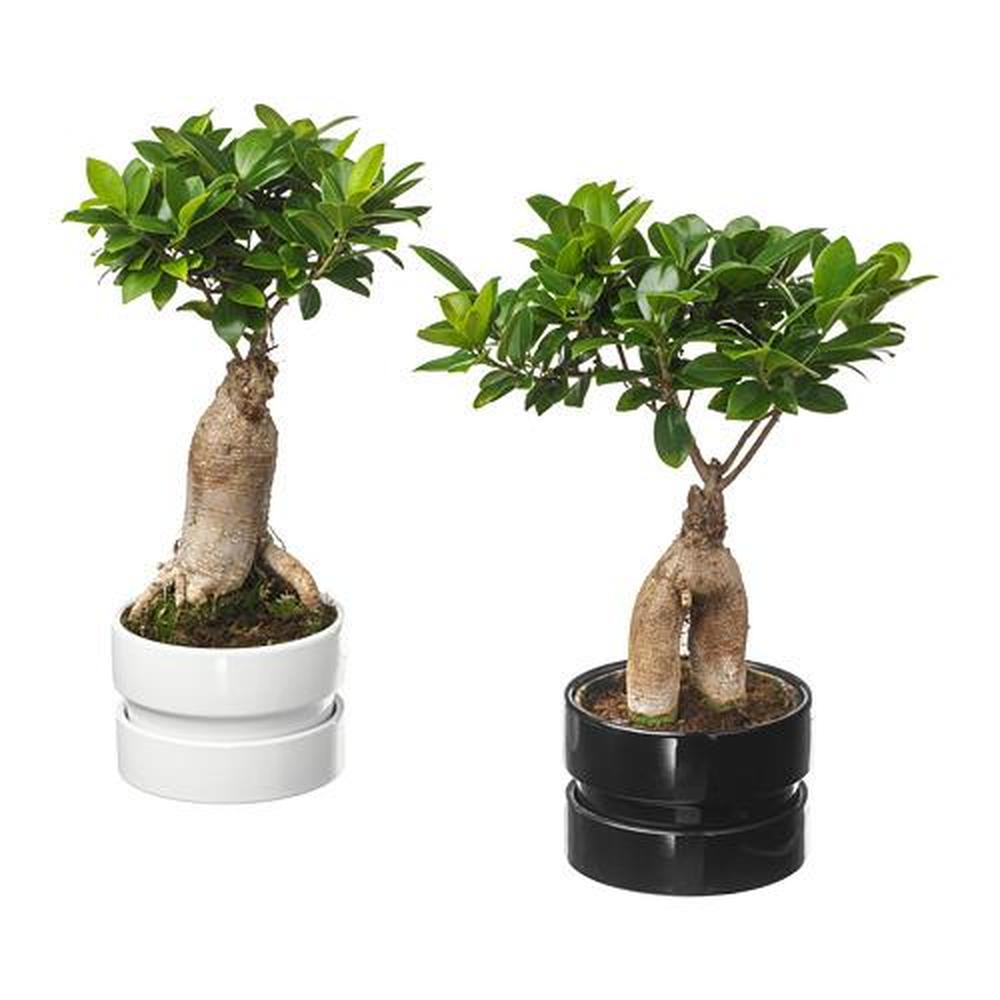 vers Voorstad Sobriquette FICUS MICROCARPA GINSENG kantoorplant in een bonsai pot / verschillende  kleuren (602.345.48) - recensies, prijs, waar te kopen